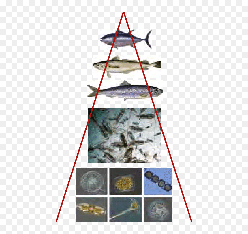 Sail, HD Png Download - food pyramid png