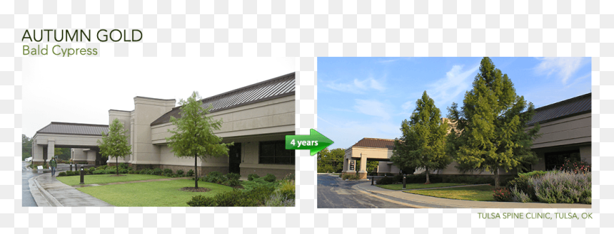 Commercial Building, HD Png Download - fall trees png
