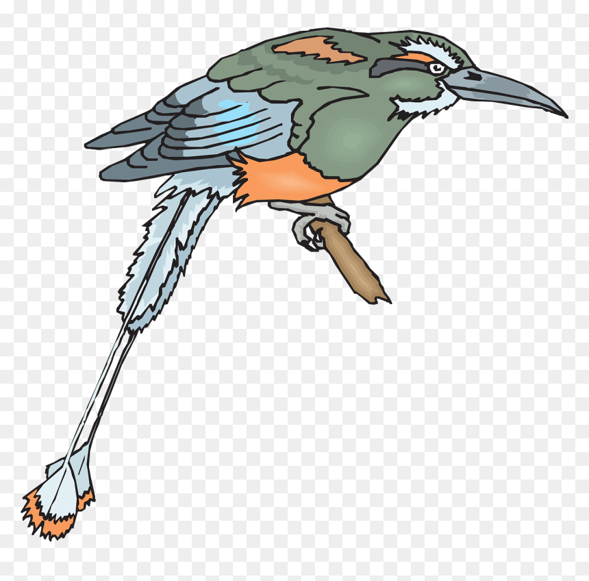 Bird Branch Wings Beak Feathers Png Image - Birds, Transparent Png - beak png
