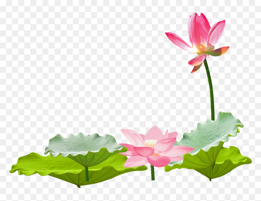Transparent Lotus Vector Png - Chinese Lotus Flower Transparent, Png Download - lotus vector png