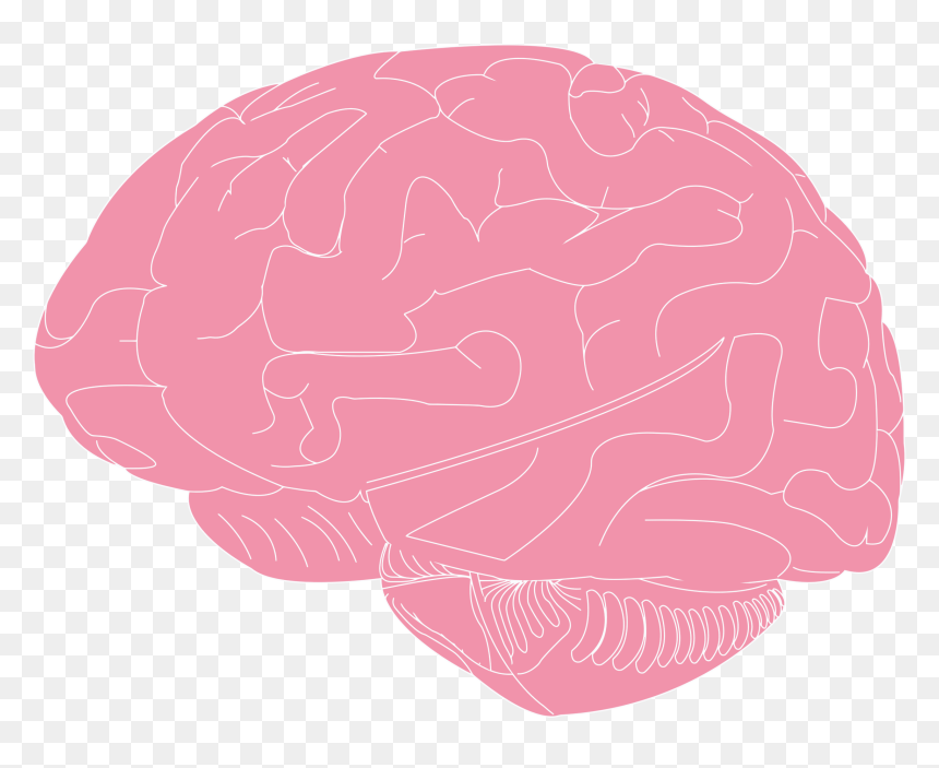 Brain Illustration Clip Arts - Illustration, HD Png Download - brain png icon
