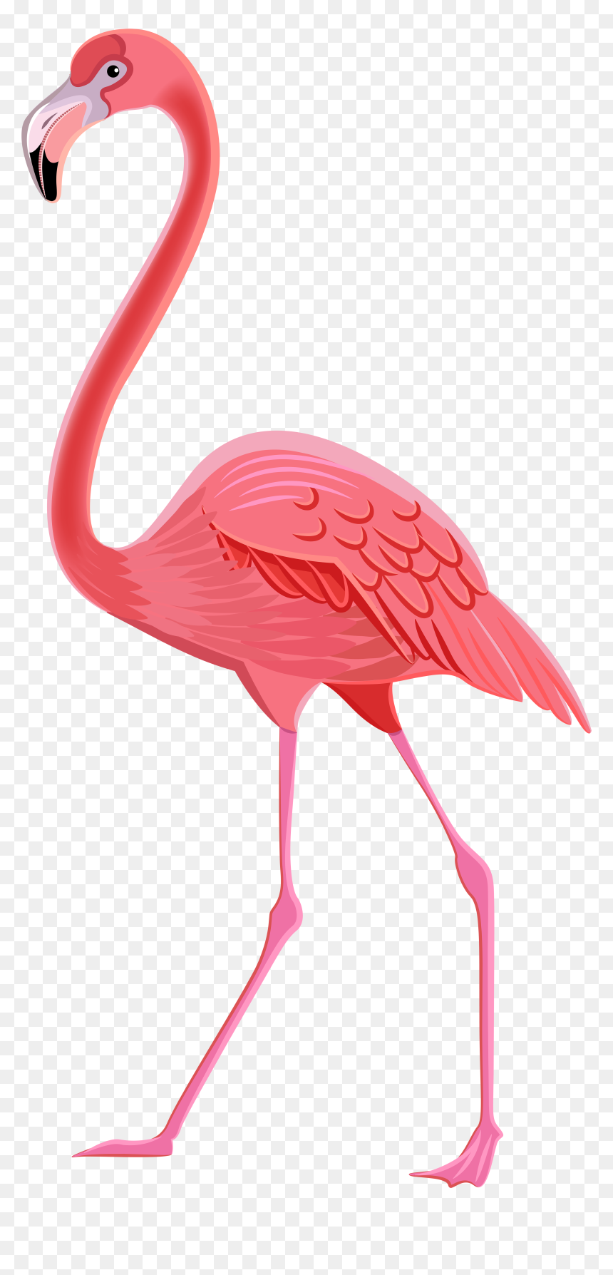 Charisma Flamingo Photos Image - Png Transparent Flamingo Png, Png Download - beak png
