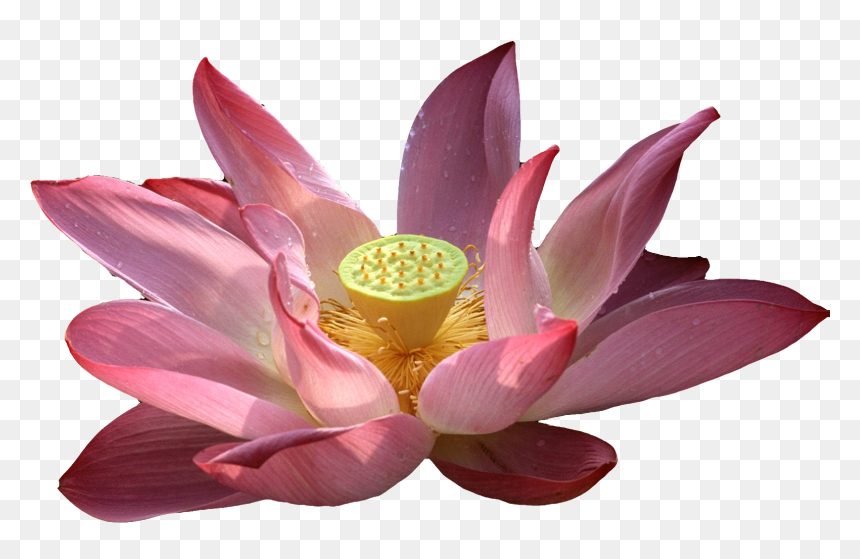 Transparent Lotus Vector Png - Vesak Wishes In English, Png Download - lotus vector png