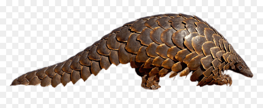 Adult Pangolin Clip Arts - Pangolin Transparent, HD Png Download - adult png
