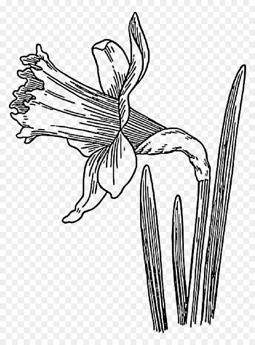 Black, Outline, Drawing, Sketch, Plants, Flower, White - Daffodils Clipart Black And White, HD Png Download - flower sketch png