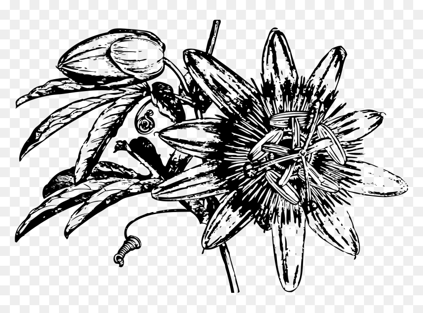 Passion Flower Clip Arts, HD Png Download - flower sketch png