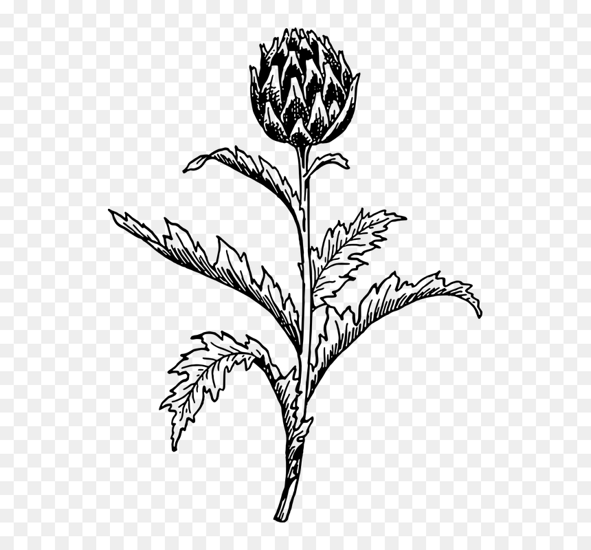 Artichoke Vector, HD Png Download - flower sketch png