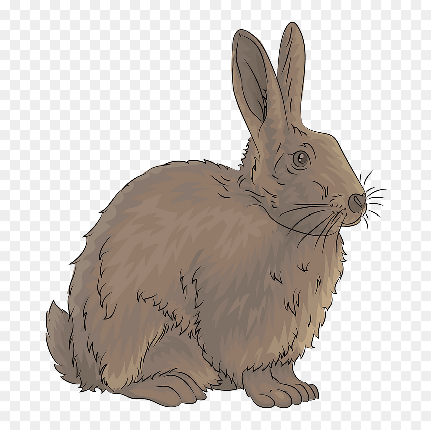 Rabbit Clipart - Australian Rabbit Clipart, HD Png Download - rabbit clipart png