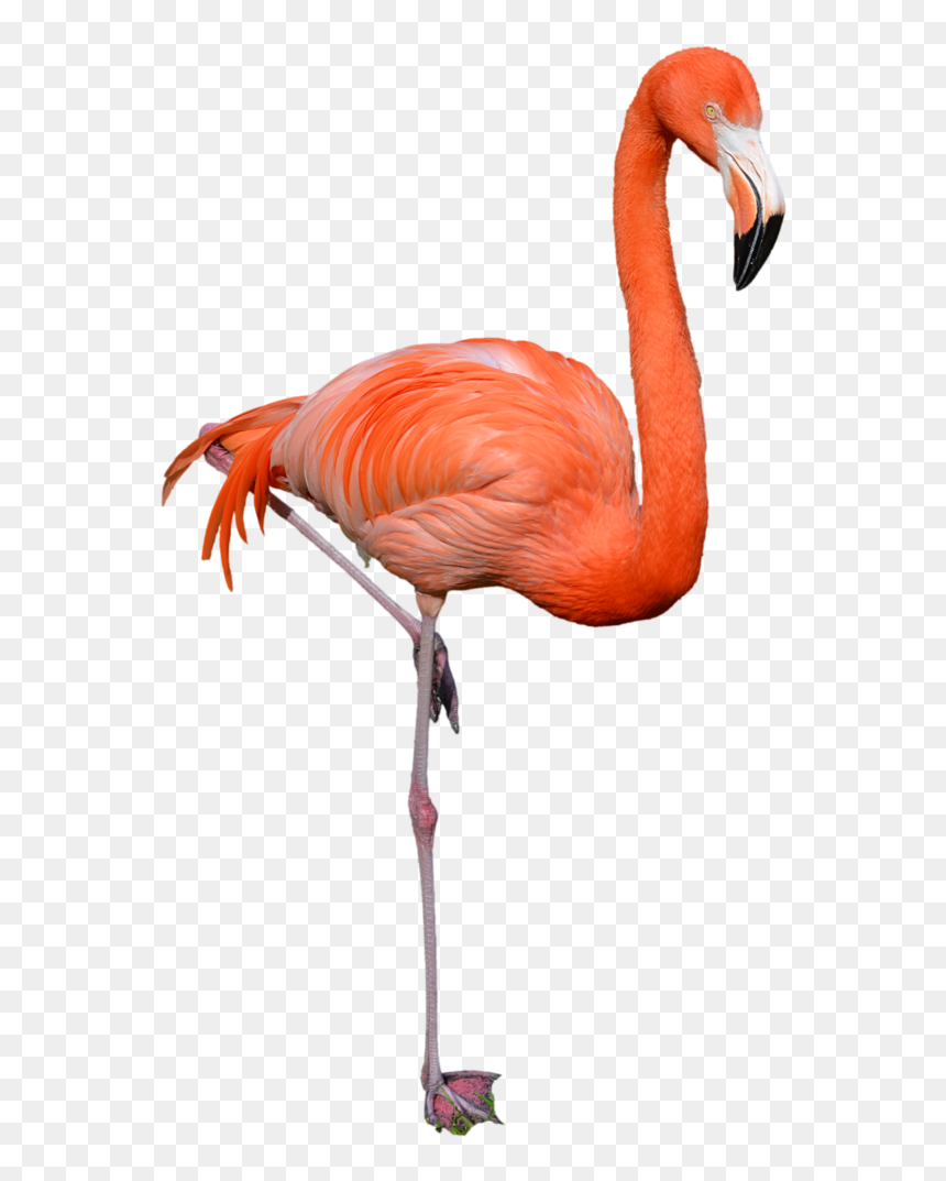 Flamingo Png Clipart - Flamingo Png, Transparent Png - flamingo clipart png