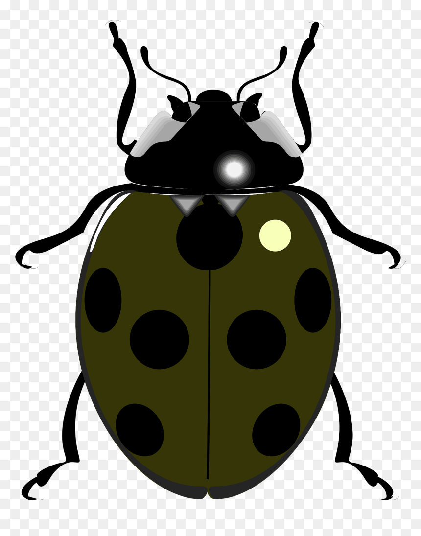 Drawings Of Lady Bird, HD Png Download - ladybug clipart png