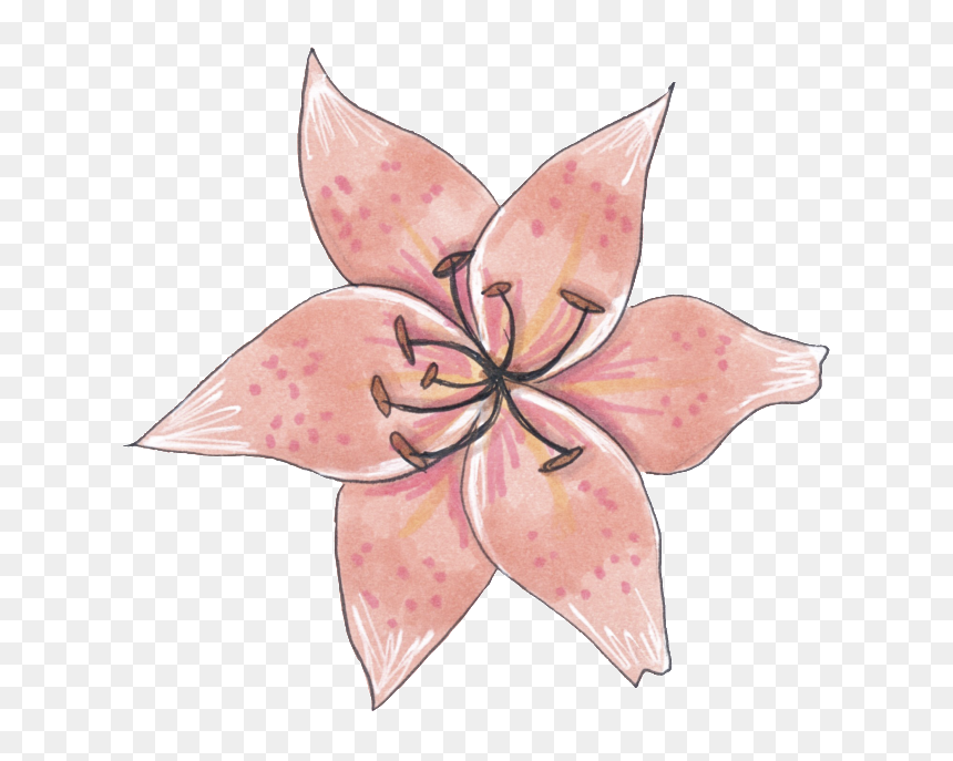 A Specimen Flower Png Transparent - Bromelia, Png Download - flower sketch png