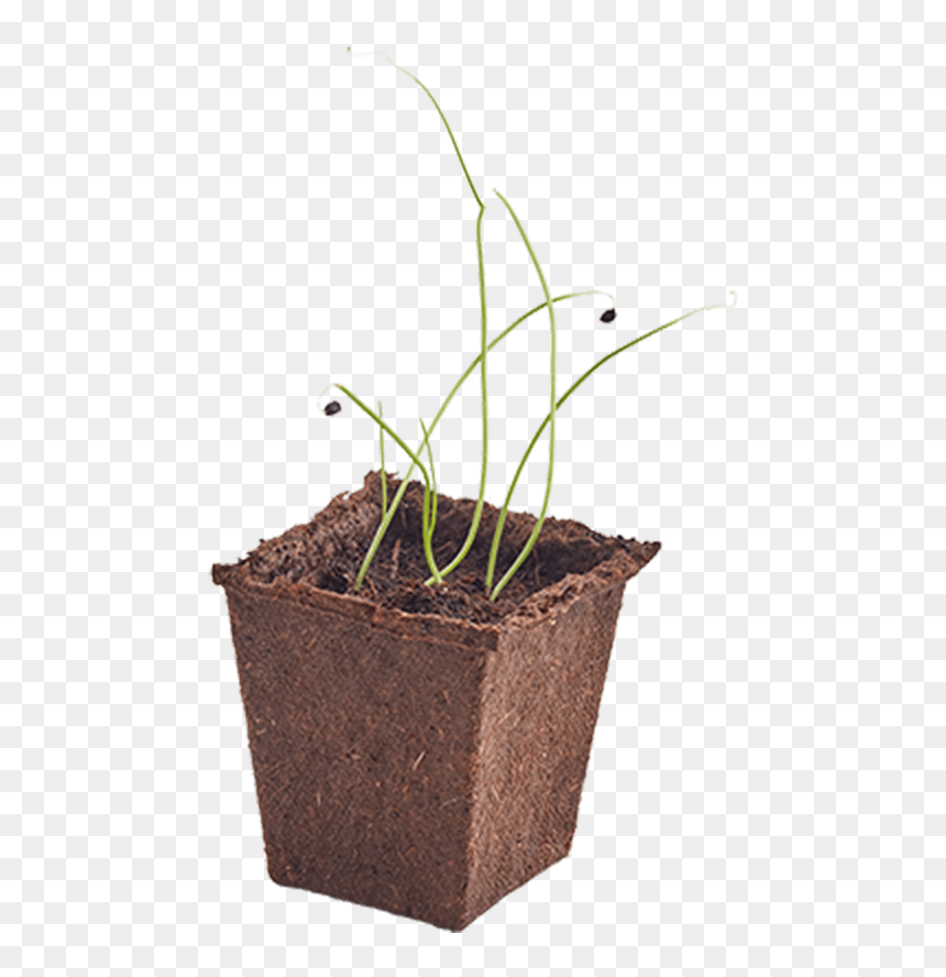Woolworths Discovery Garden Onion, HD Png Download - dry grass png