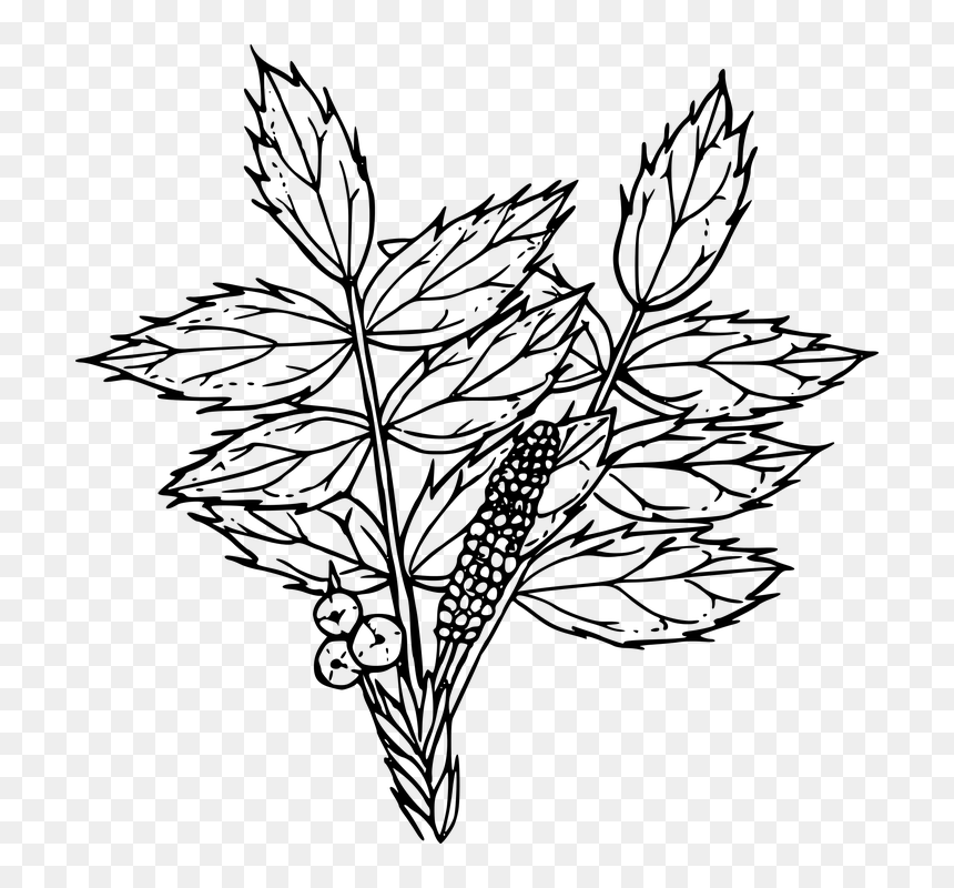 Creeping Oregon Grape Drawing, HD Png Download - flower sketch png