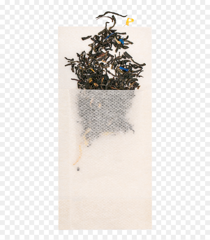 Christmas Tree, HD Png Download - photo filter png