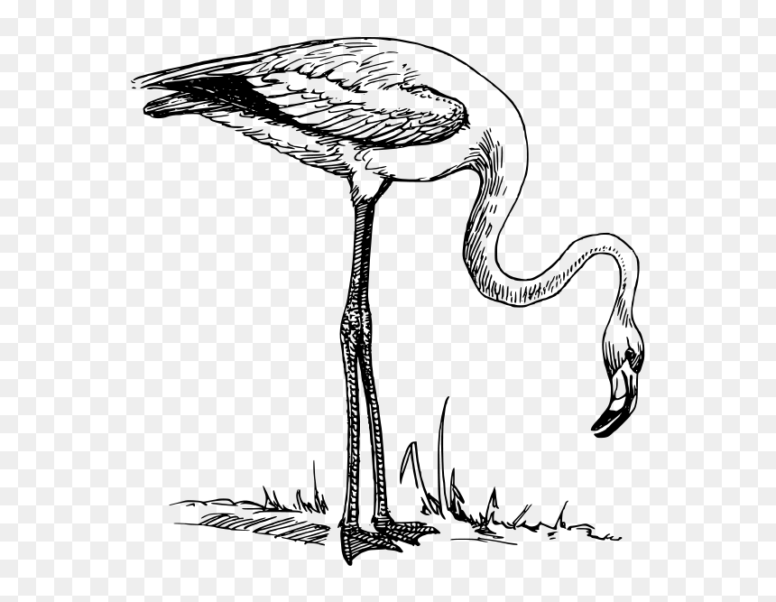 Flamingo Clipart Png , Png Download - Flamingo Clip Art, Transparent Png - flamingo clipart png