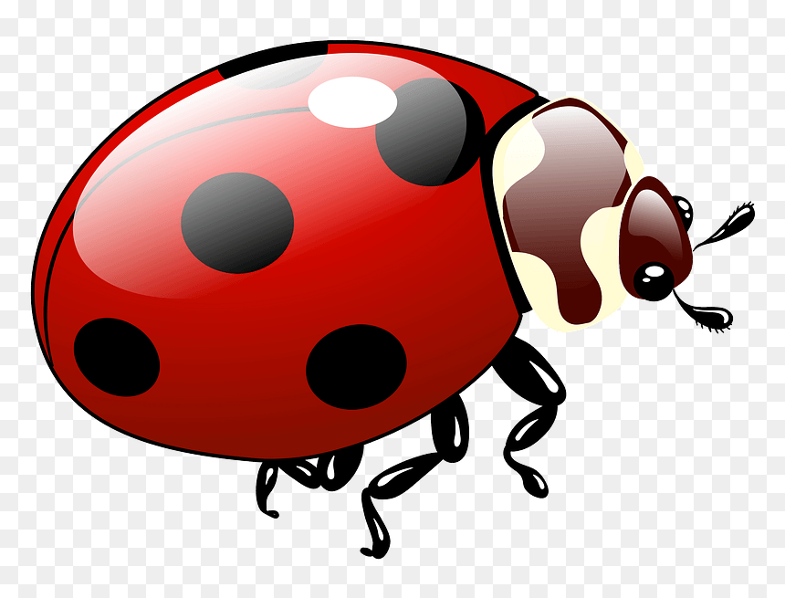Ladybug Clipart - Ladybug, HD Png Download - ladybug clipart png