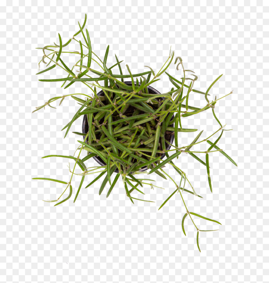 Hoya Linearis - Grass, HD Png Download - hanging vines png