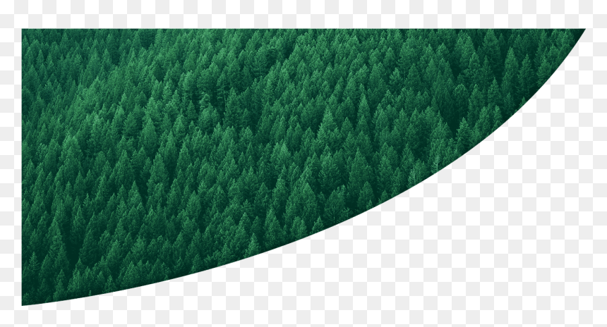 Tree, HD Png Download - dry grass png