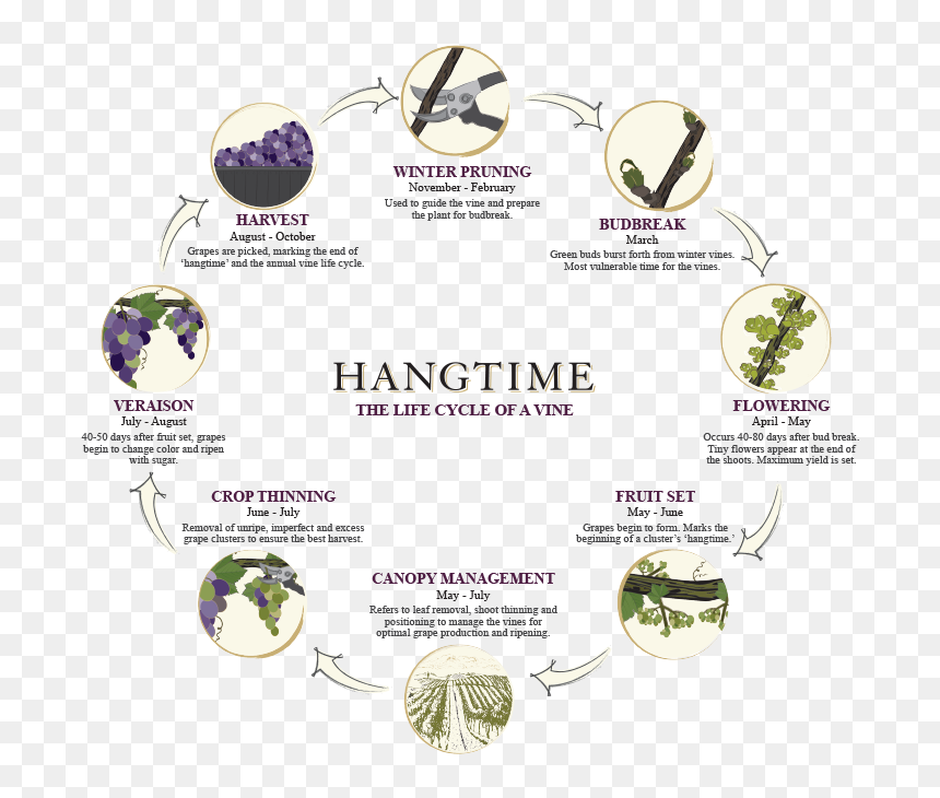 Rose, HD Png Download - hanging vines png