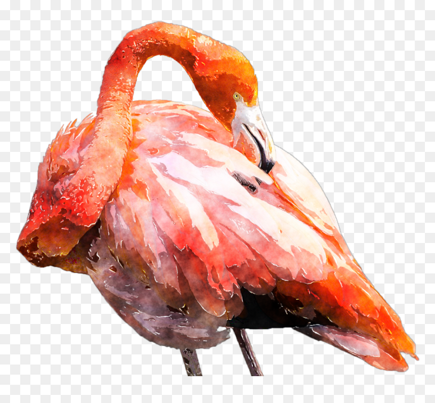 Flamingo Clipart Flamingo Feather, Flamingo Flamingo, HD Png Download - flamingo clipart png