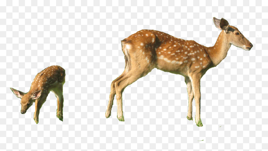 White-tailed Deer Red Deer Musk Deer Sika Deer - White-tailed Deer, HD Png Download - baby deer png