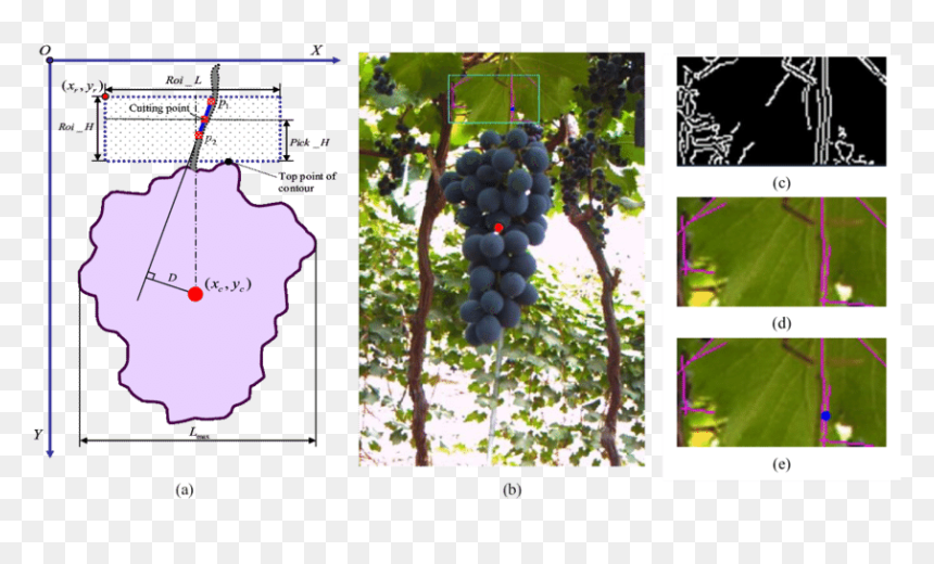 Seedless Fruit, HD Png Download - hanging vines png