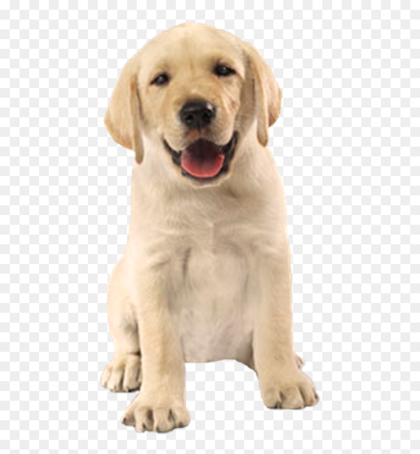 Thumb Image - Cachorro Fofo Png, Transparent Png - cachorro png