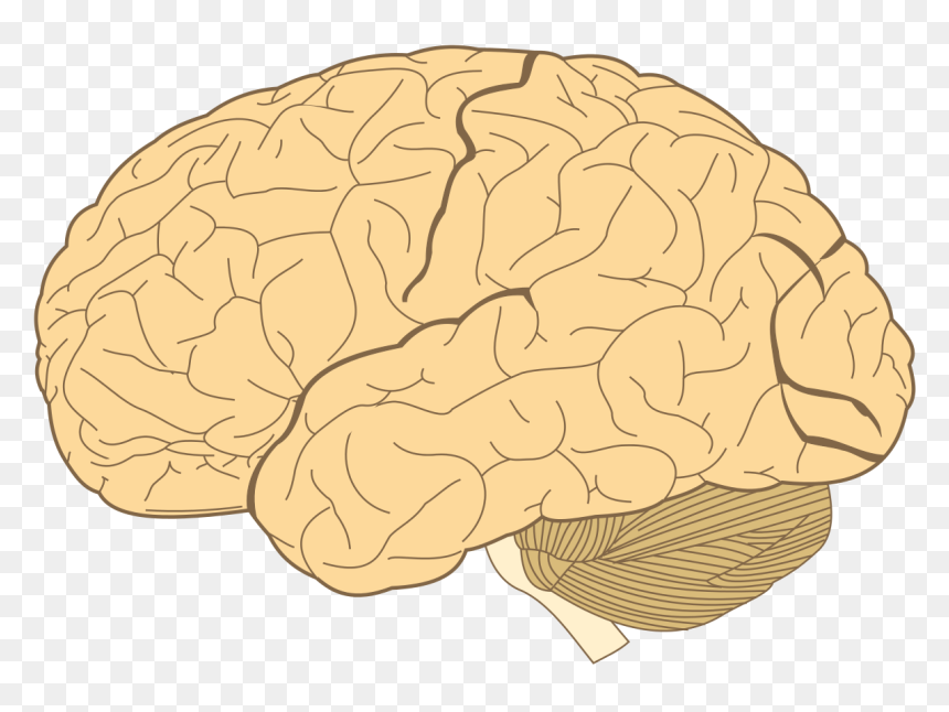 Does Your Brain Look Like, HD Png Download - brains png
