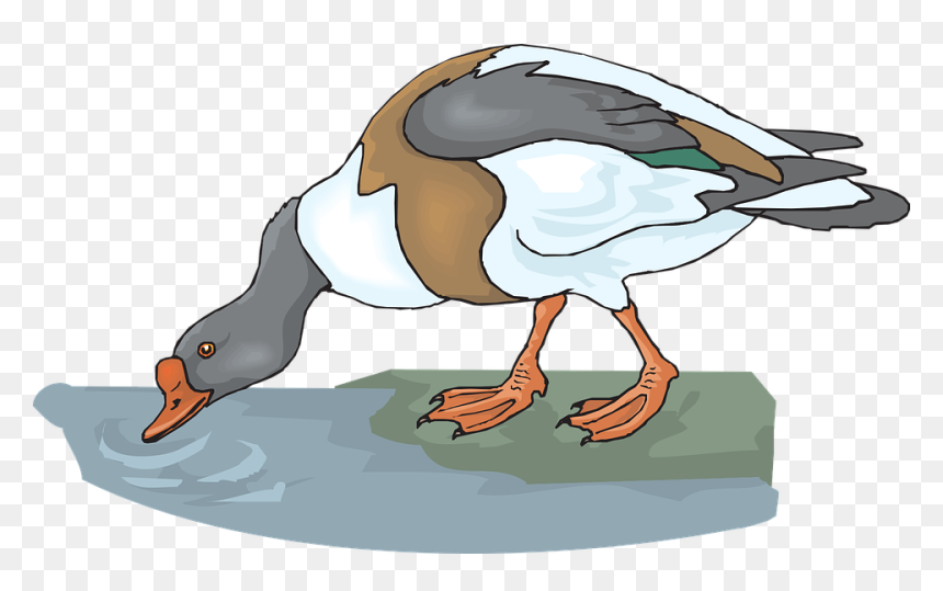 Duck Water Bird - Animals Drinking Water Clipart, HD Png Download - water cartoon png