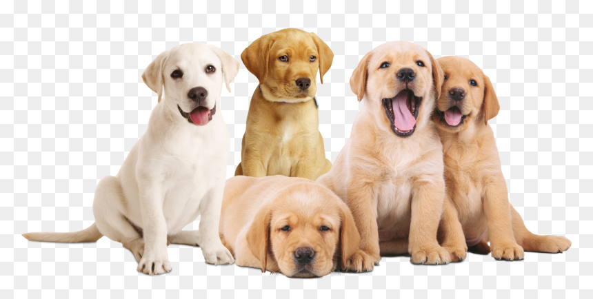 Flagacan Cachorros , Png Download - Tre Cuccioli Di Cane, Transparent Png - cachorro png