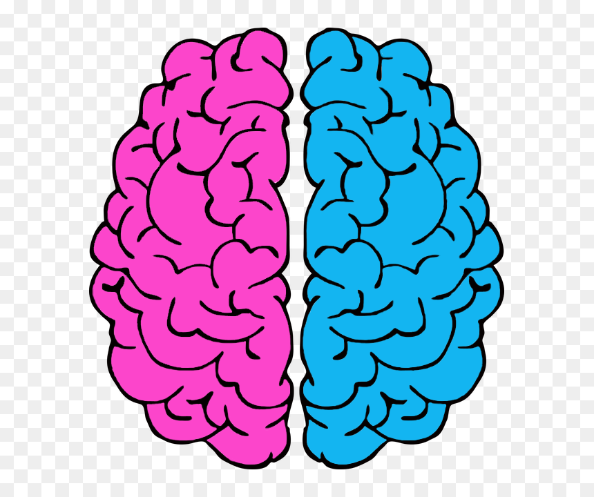 Brain Drawings, HD Png Download - brains png