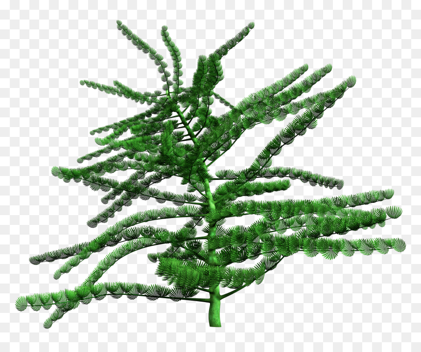 Estonian Museum Of Natural History - Christmas Tree, HD Png Download - evergreen branch png