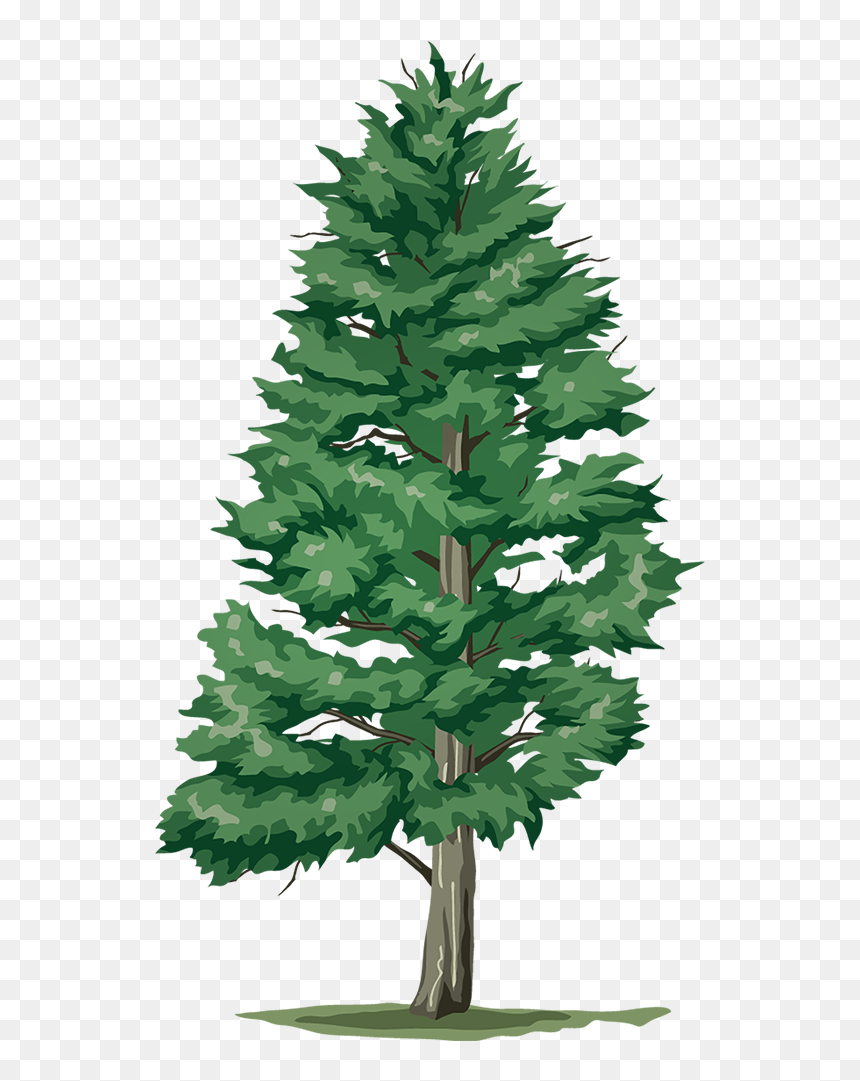 5 Trees, HD Png Download - evergreen branch png
