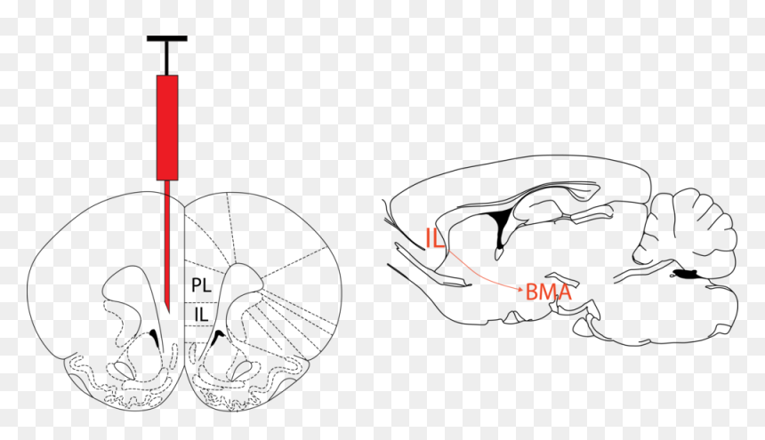 Brains - Sketch, HD Png Download - brains png