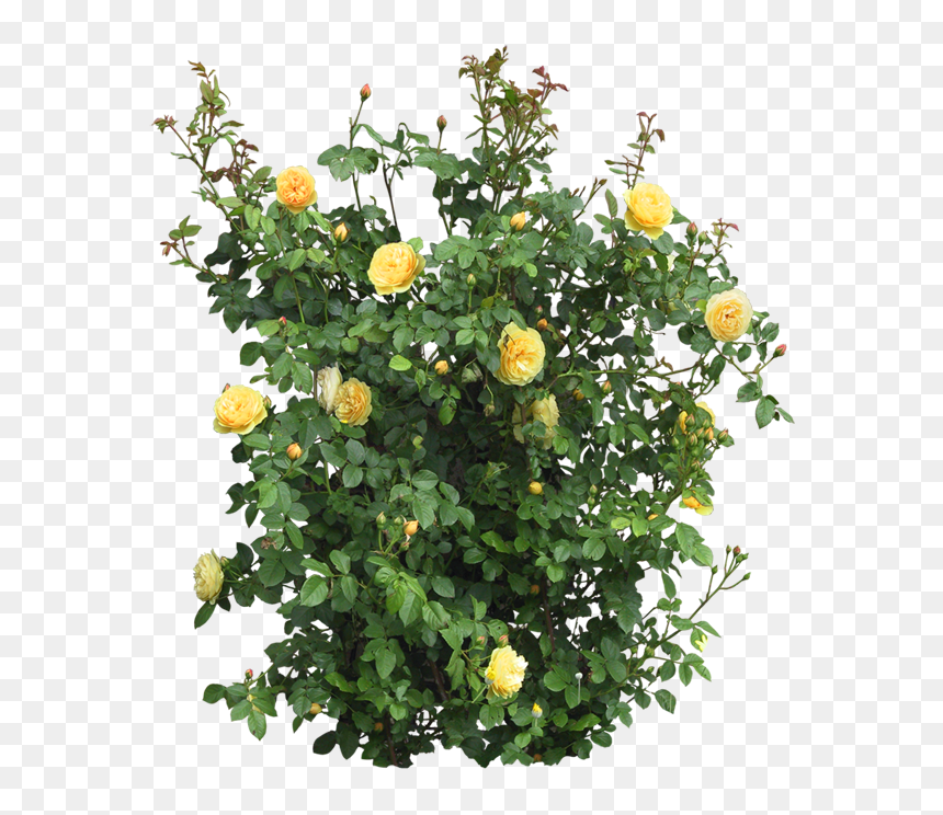 De Arquitectura O Diseño, Les Dejo Algunos Arbustos - Rose Tree Png Hd, Transparent Png - arbustos png