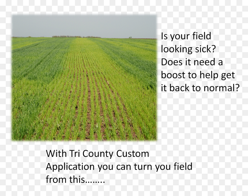 Field, HD Png Download - dry grass png