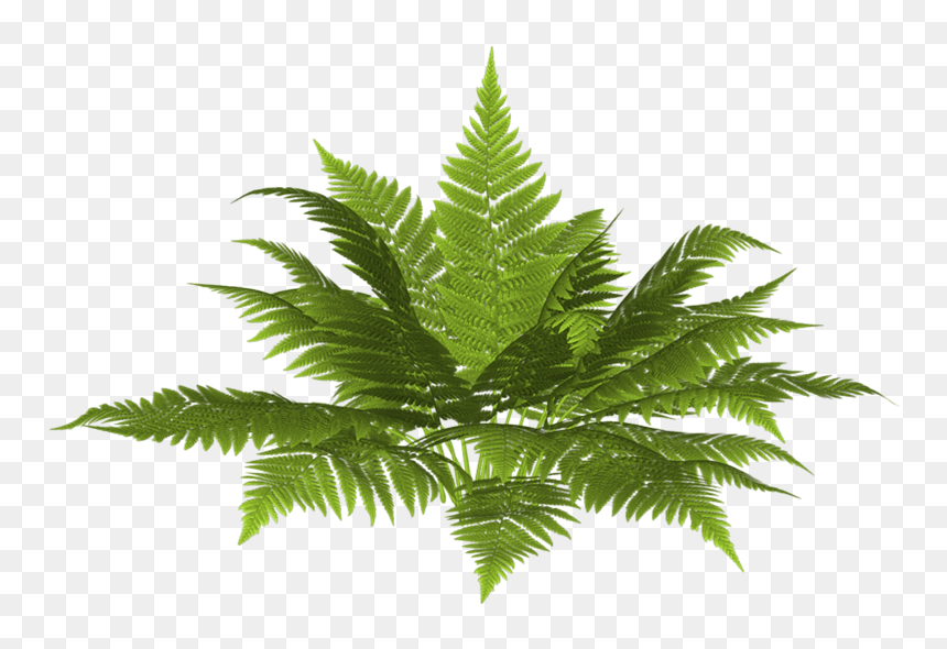 Thumb Image - Plantas Png, Transparent Png - plantas png