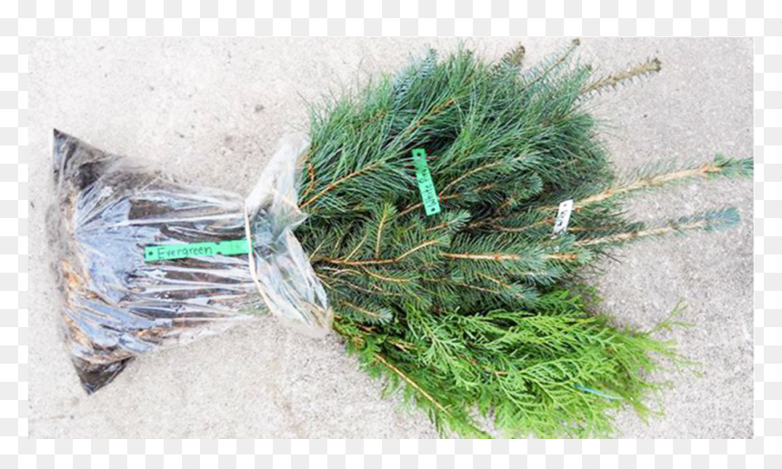 Img, HD Png Download - evergreen branch png