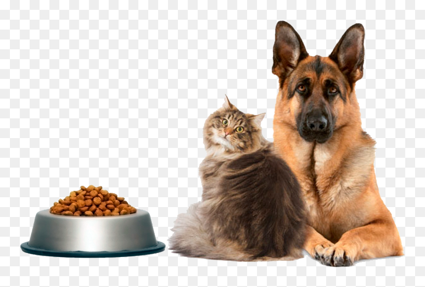 Dog Food, HD Png Download - cachorro png