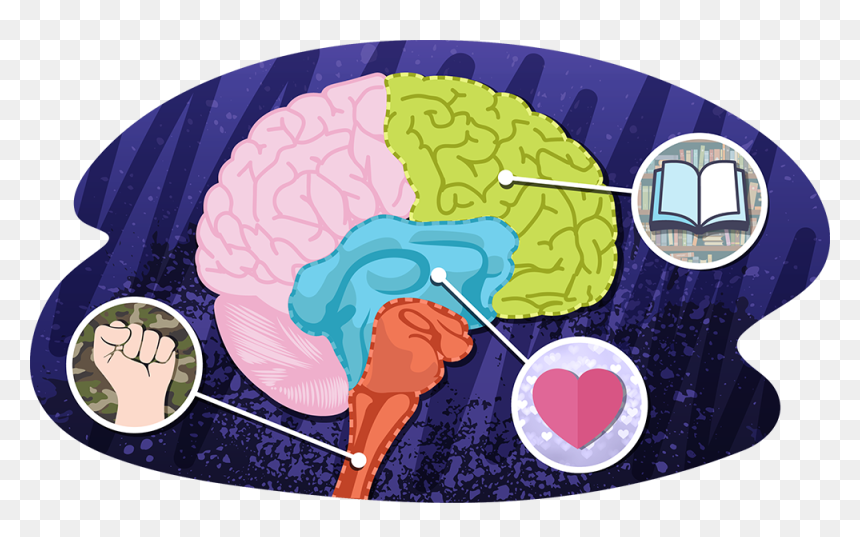 Illustration, HD Png Download - brains png