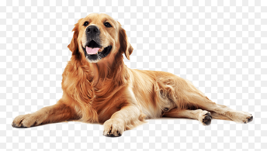 Maxi Cuscino Per Cani, HD Png Download - cachorro png