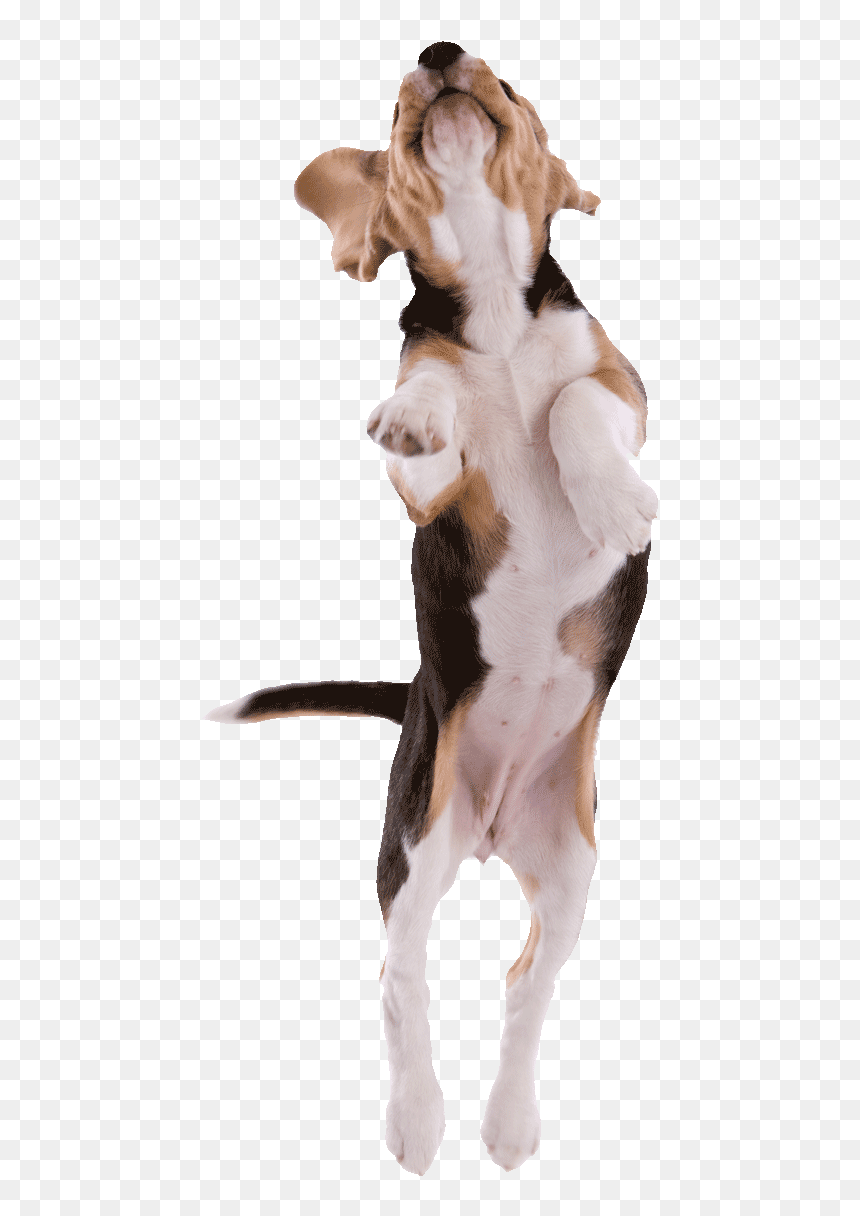 Beagle Pup Jumping Png500 - Beagle, Transparent Png - cachorro png