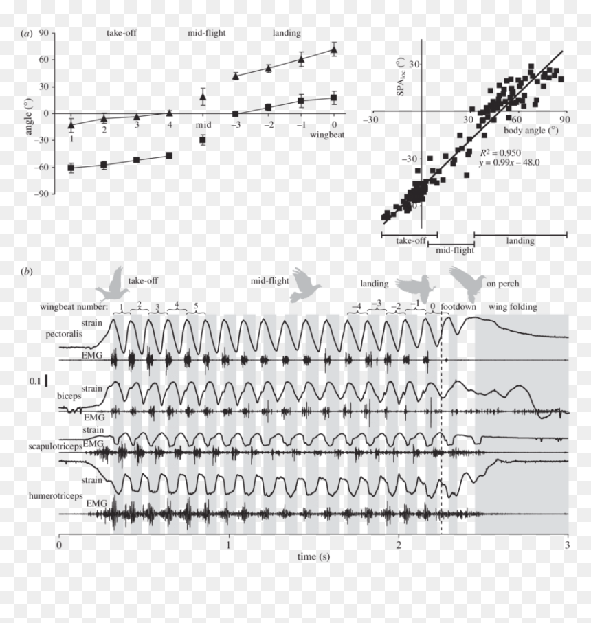 Diagram, HD Png Download - angle wings png