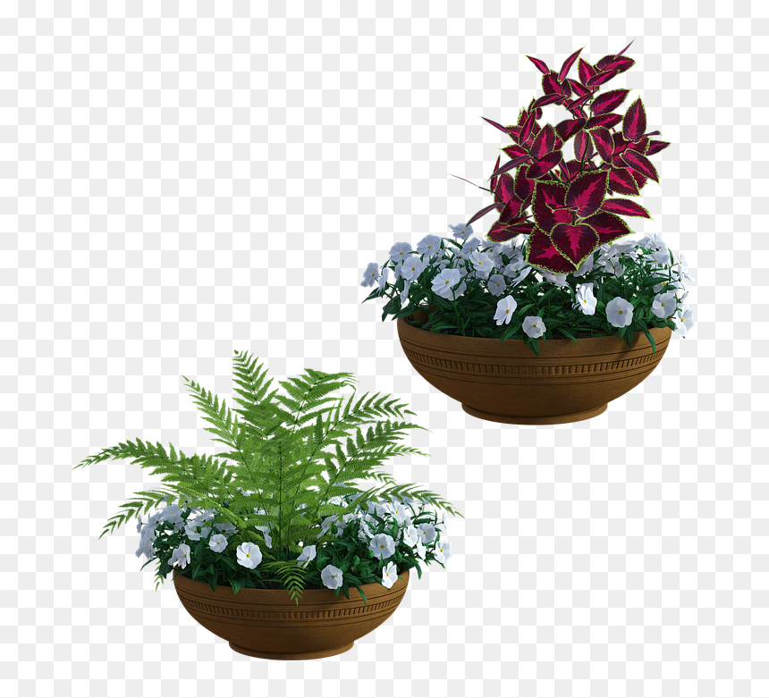 Vasi Da Giardino Png, Transparent Png - plantas png