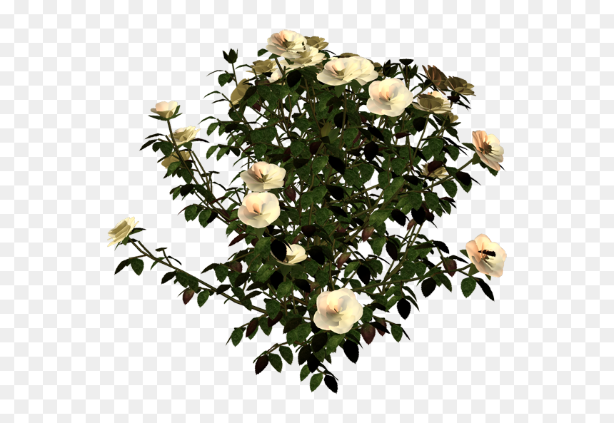 Garden Roses, HD Png Download - arbustos png