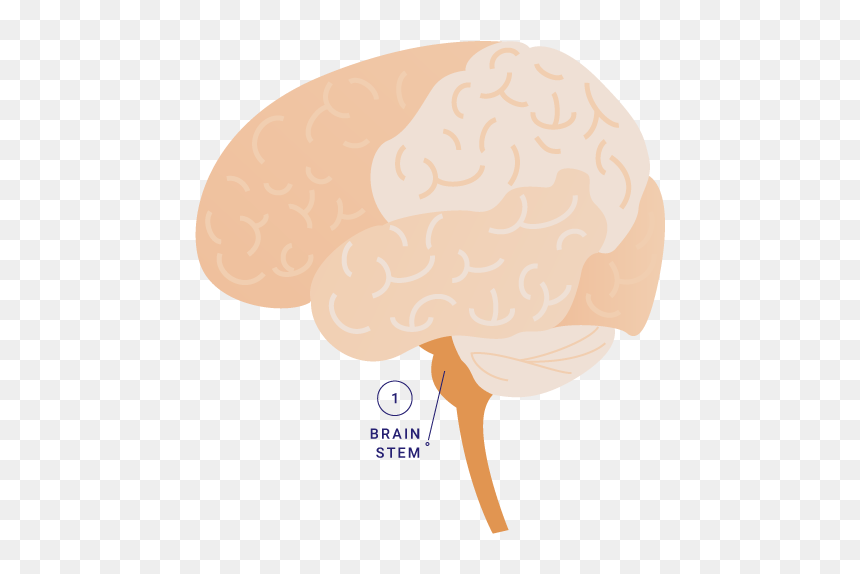 Illustration, HD Png Download - brains png