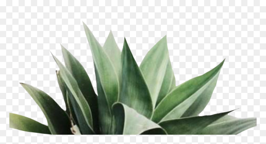 #png #folhas #plantas #plants #flores #flowers #freetoedit - October 2019 Calendar For Desktop, Transparent Png - plantas png