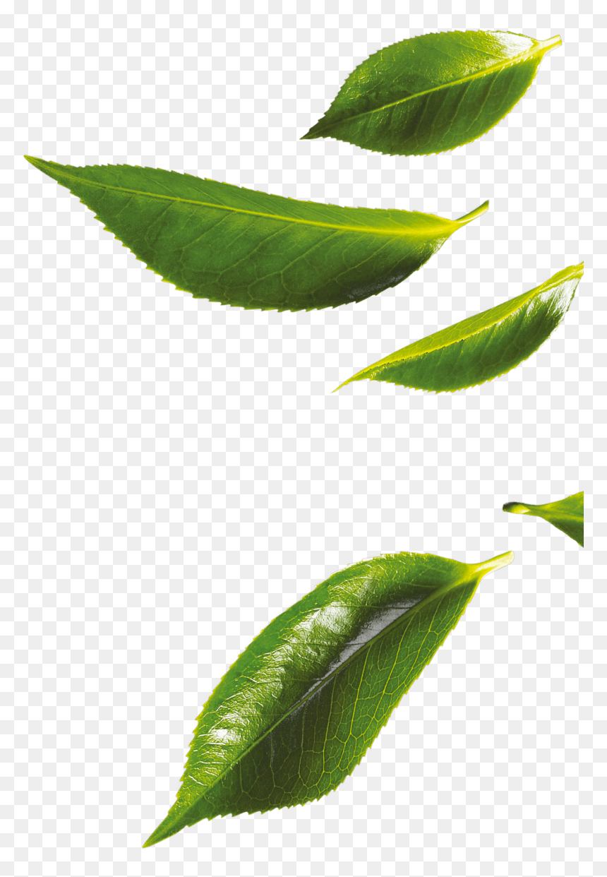 Bud, HD Png Download - tea leaf png