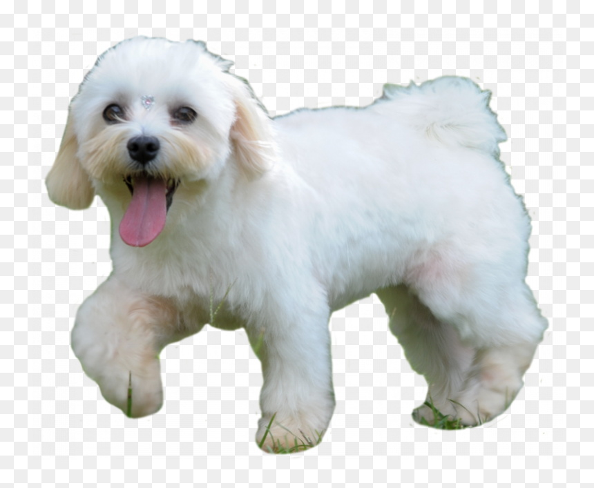 Bichon Frisé, HD Png Download - cachorro png