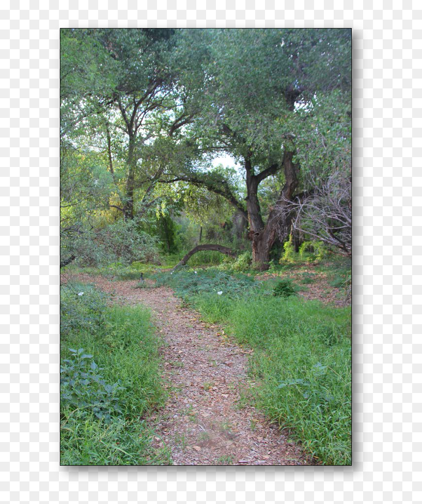 Transparent Desert Bush Png - Grove, Png Download - desert bush png